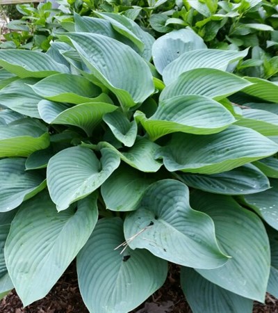 Hosta Shadowland® Empress Wu